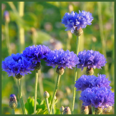 Foto von Kornblumen