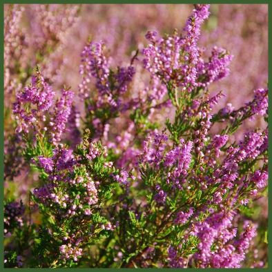 Blüte mit Heidehonig im 500g Glas