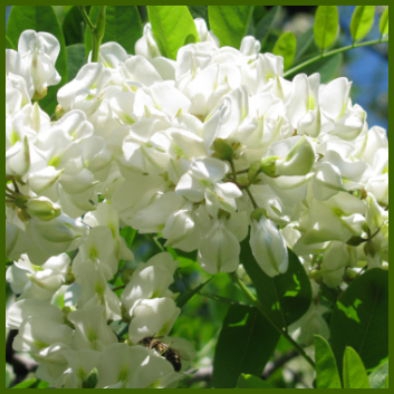 weiße Akazienblüte