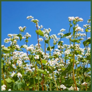 Buchweizenfeld in voller Blüte