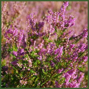 Blüte mit Heidehonig im 500g Glas