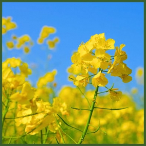 Rapsblüte